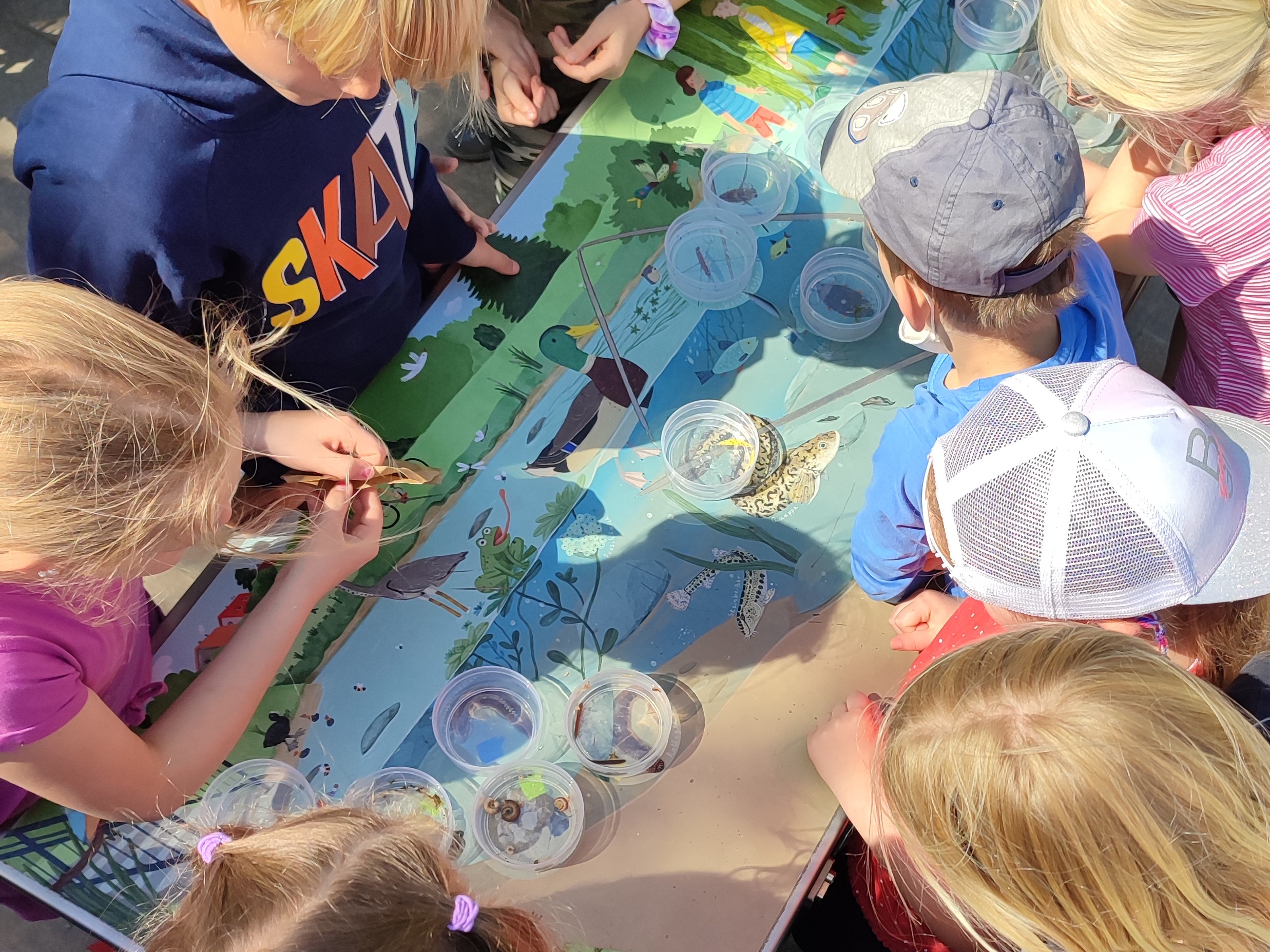 Mehrere Kinder untersuchen kleine Wasserlebewesen in Bechern an einem Tisch mit einer Illustration eines Teich-Ökosystems.