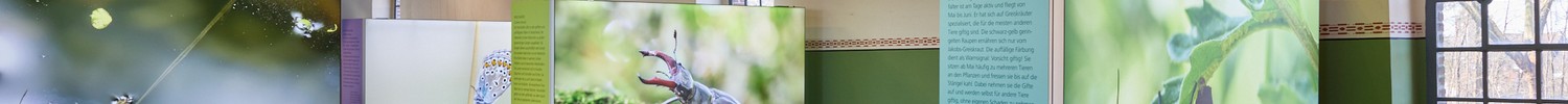 Großer Ausstellungsraum mit hohen Fenstern und drei beleuchteten Kuben, die Nahaufnahmen von Insekten zeigen.