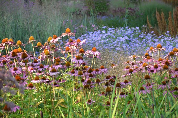 Blühende Wiesen mit rosa und lila Blüten vor grünem Gras