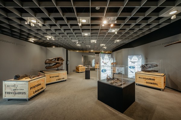Blick in den Ausstellungsraum: Auf Holzkisten liegen Schädelskelette.