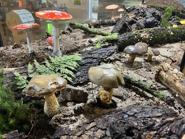 Mehrere Pilze, darunter rote Fliegenpilze und braune Waldpilze, wachsen zwischen Moos, Ästen und Rinde in einer naturnahen Ausstellung.