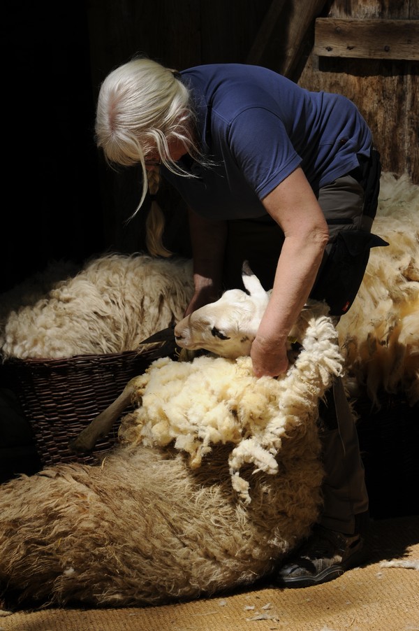 Person schert ein Schaf mit dickem Fell