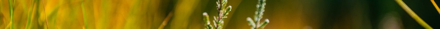 Nahaufnahme einer Pflanze mit rosa Blüte und Gräsern