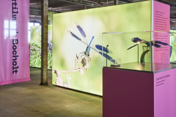Ausstellung mit großformatigem Foto einer Libelle und Vitrinen mit Insektenmodellen in einem Industriegebäude