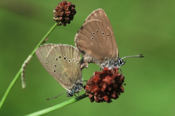 Zwei braune Schmetterlinge mit gepunkteten Flügeln sitzen auf kleinen rötlichen Blüten vor unscharfem grünem Hintergrund und saugen Nektar.