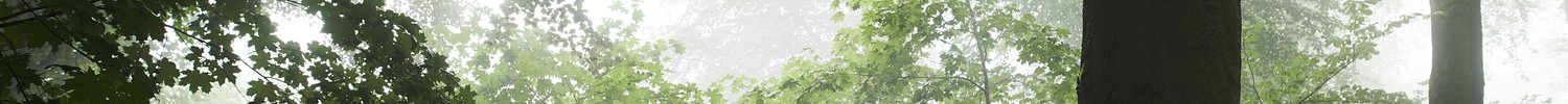 Bäume in einem Wald, Licht scheint durch die Blätter