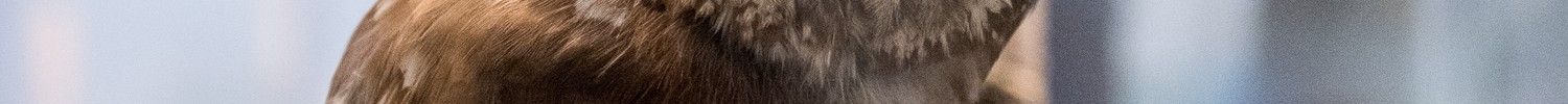 Auf einem Ast sitzt eine präparierte Eule.