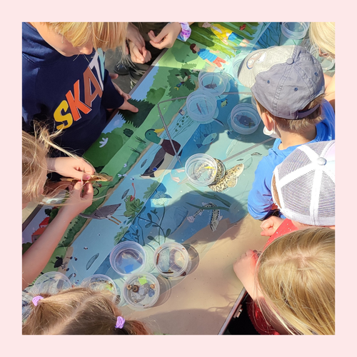 Mehrere Kinder untersuchen kleine Wasserlebewesen in Bechern an einem Tisch mit einer Illustration eines Teich-Ökosystems.