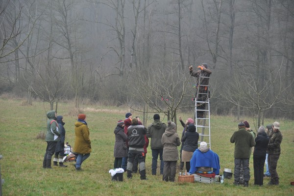 Eine Gruppe von Menschen beobachtet im Nebel, wie eine Person auf einer Leiter Obstbäume schneidet.