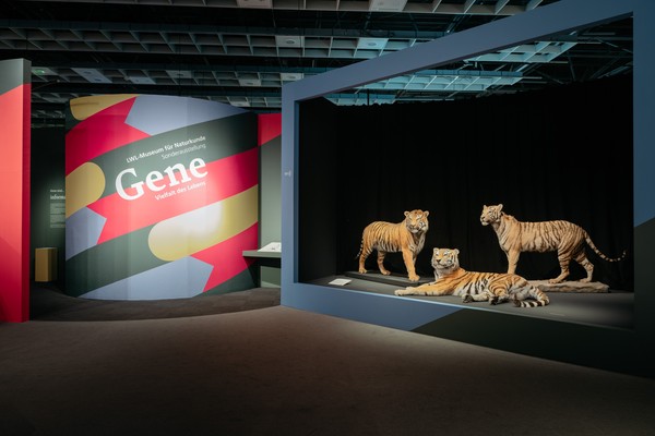 Drei Exponate von Tigern neben der Ausstellungsstele mit dem Titel der Ausstellung "Gene - Vielfalt des Lebens".